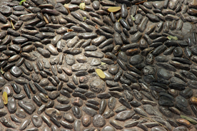 石子路鹅卵石路图片