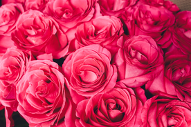 红玫瑰背景图片