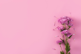 粉色菊花背景图片