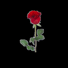 红玫瑰