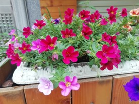 花色艳丽的碧冬茄