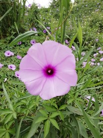 五爪金龙花  牵牛花