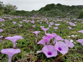 满山遍野牵牛花
