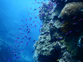 鱼群海底鱼群图片