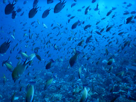 鱼群海底鱼群图片