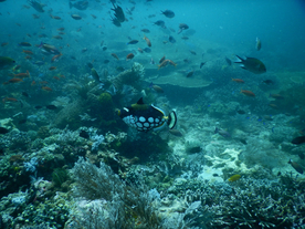 鱼群海底鱼群图片