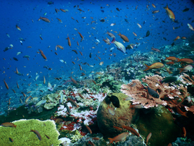 鱼群海底鱼群图片