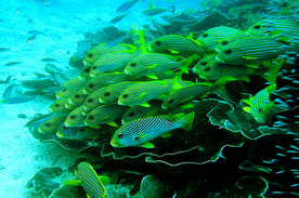 鱼群海底鱼群图片