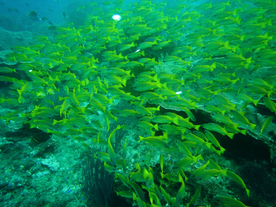 鱼群海底鱼群图片