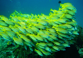 鱼群海底鱼群图片