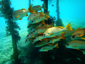 鱼群海底鱼群图片