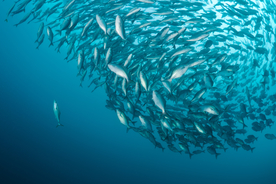 鱼群海底鱼群图片