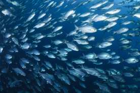 鱼群海底鱼群图片