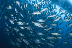 鱼群海底鱼群图片