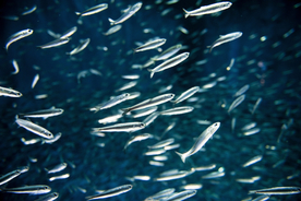 鱼群海底鱼群图片