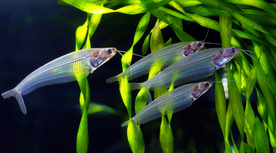 鱼群海底鱼群图片