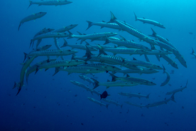 鱼群海底鱼群图片