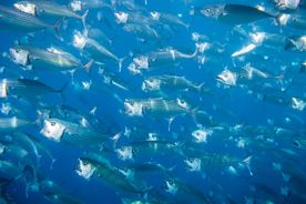 鱼群海底鱼群图片