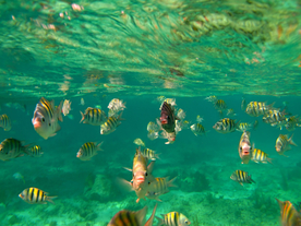 鱼群海底鱼群图片