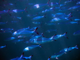 鱼群海底鱼群图片