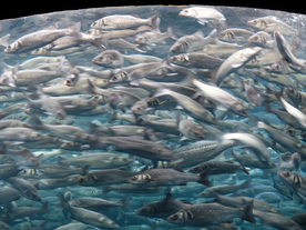 鱼群海底鱼群图片