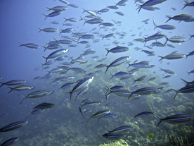 鱼群海底鱼群图片