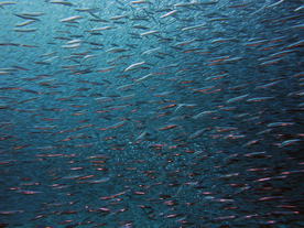 鱼群海底鱼群图片