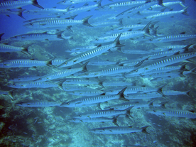鱼群海底鱼群图片
