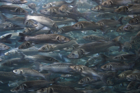 鱼群海底鱼群图片