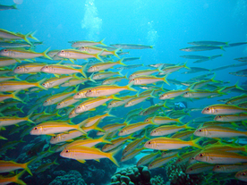 鱼群海底鱼群图片