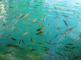 鱼群海底鱼群图片