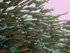 鱼群海底鱼群图片