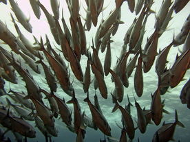 鱼群海底鱼群图片