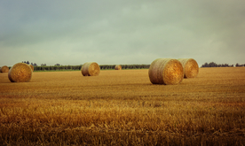 草垛麦草垛稻草垛图片