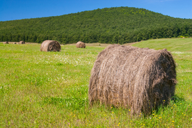 草垛麦草垛稻草垛图片