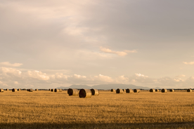 草垛麦草垛稻草垛图片