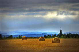 草垛麦草垛稻草垛图片