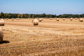 草垛麦草垛稻草垛图片