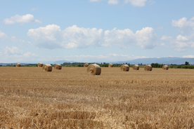 草垛麦草垛稻草垛图片