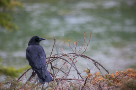 乌鸦空山鸟语图片