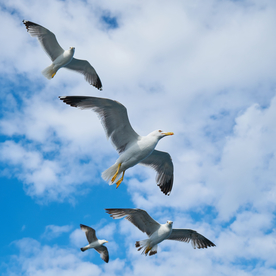 海鸥空山鸟语图片