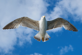 海鸥空山鸟语图片