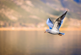 海鸥空山鸟语图片