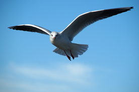海鸥空山鸟语图片