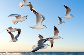 海鸥 海鸟 海上海鸥 空中海鸥