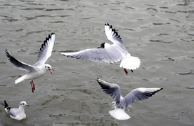 海鸥 海鸟 海上海鸥 空中海鸥