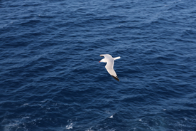 海鸥空山鸟语图片