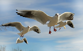 海鸥空山鸟语图片