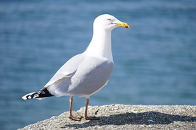 海鸥空山鸟语图片