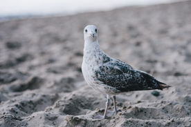 海鸥空山鸟语图片